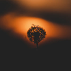 Dandelion, Taraxacum erythrospermum, seeds, sunset, Swabian Jura, Baden-Württemberg, Germany, Europe Dandelion, Taraxacum erythrospermum, seeds, sunset, Swabian Jura, Baden-Württemberg, Germany, Europe